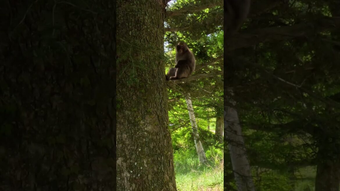 野生の猿に出会ったコーギー / A wild monkey and a corgi #コーギー #猿 #corgi