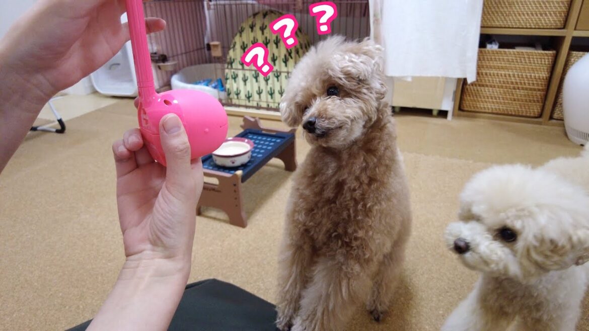 TikTokで話題のオタマトーンを愛犬に聞かせたら不思議そうで可愛かったｗ【トイプードル】