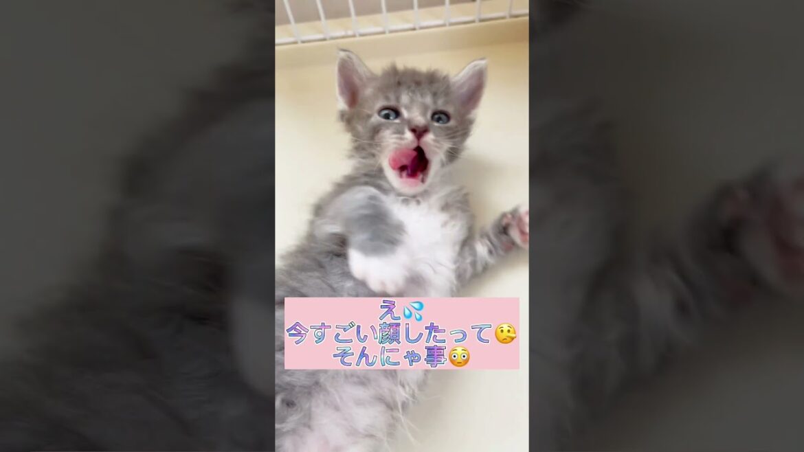 【くるくるパーマの猫ちゃん】ラパーマちゃん自己紹介♥️ 【お問合せ詳細は説明欄に記載あります】 #ブリーダー直販 #ラパーマ #猫 #猫のいる暮らし #子猫 #マンチカン #ラパーマ 【くるくるパーマの猫ちゃん】ラパーマちゃん自己紹介♥️ 【お問合せ詳細は説明欄に記載あります】 #ブリーダー直販 #ラパーマ #猫 #猫のいる暮らし #子猫 #マンチカン #ラパーマ