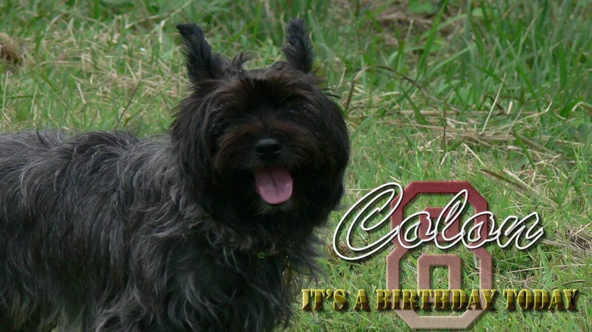 ころんちゃん誕生日　３月７日　ケアンテリア Cairn Terrier