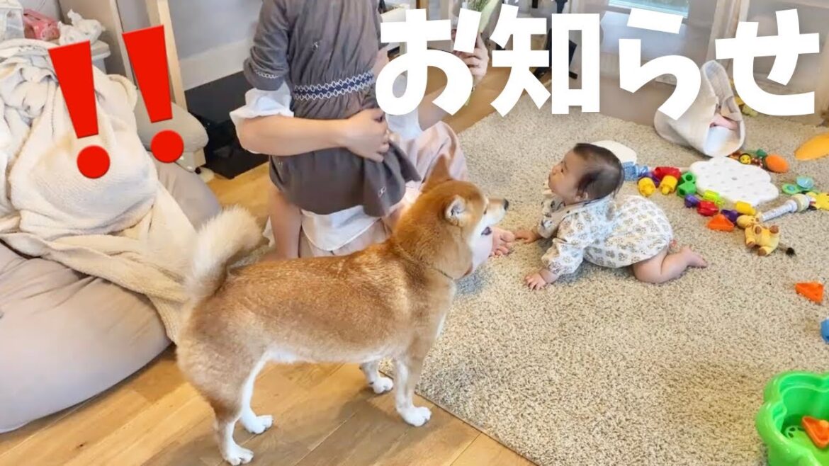りんご郎ファミリーからビックサプライズをお届けします