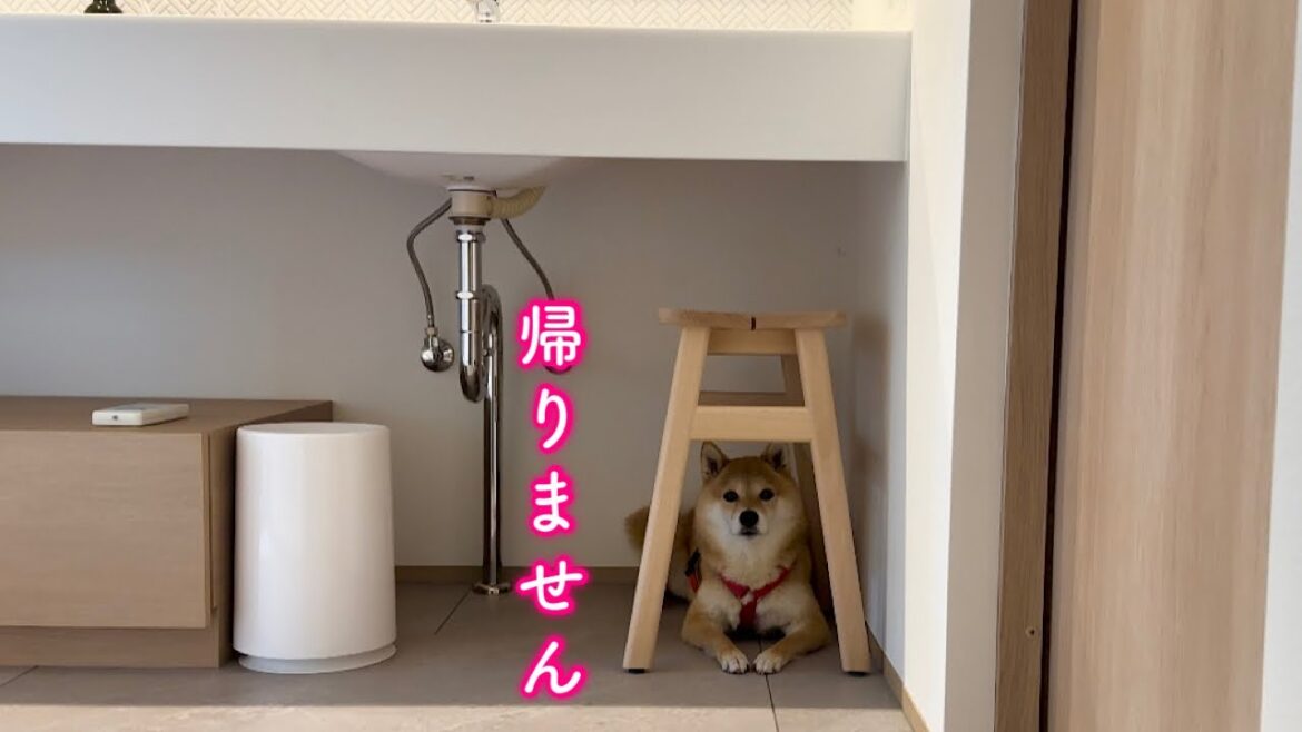 お泊まり会が楽しすぎて帰りたくないと言い張り隠れて出てこなくなった柴犬が可愛い