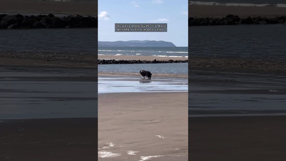 🐶Our dog’s recall means freedom to explore off lead! #dog #dogrecall #beardedcollie #shorts
