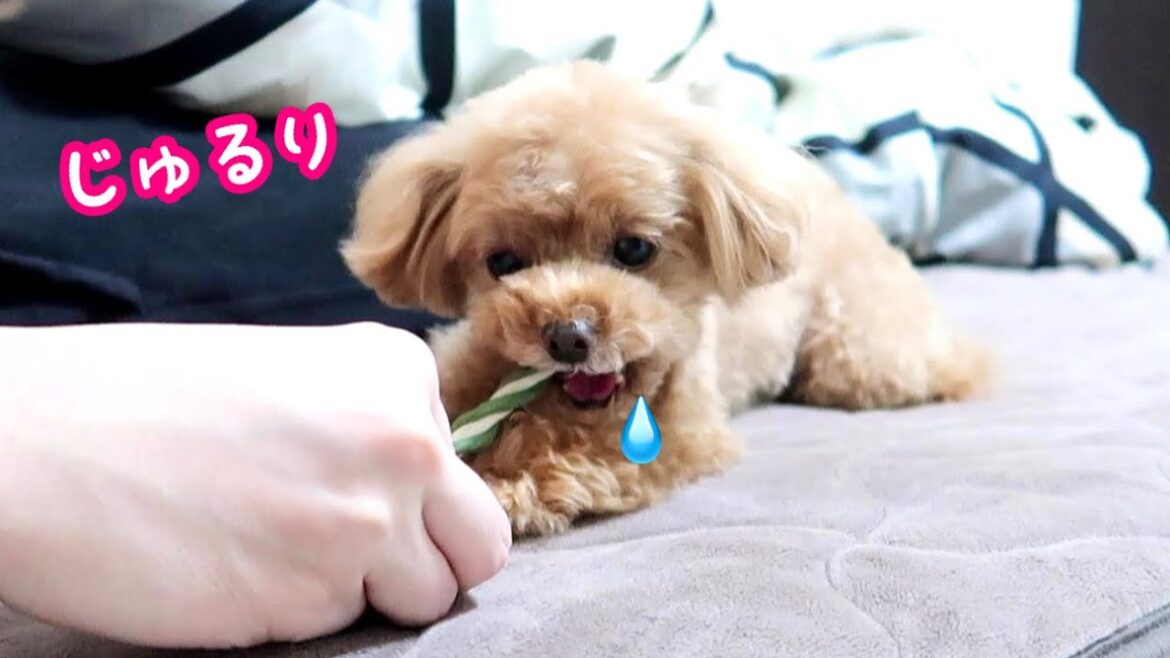 大好物を前にヨダレが出る犬とその対応策ｗ【トイプードルのコロン】