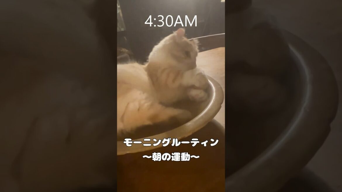 【キンカロー】猫のモーニングルーティン【マンチカール】#キンカロー #猫