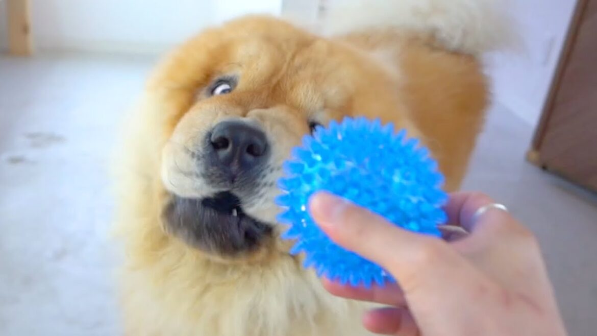 ボールの遊び方が独特すぎるチャウチャウ犬