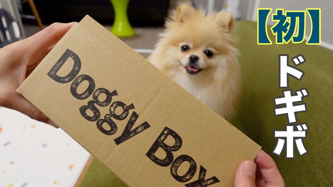 ドギーボックスデビューしたポメラニアン ドギーボックスデビューしたポメラニアン