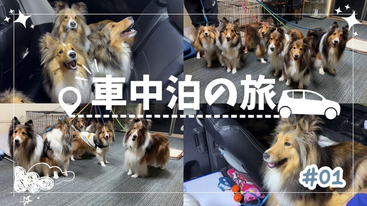 【シェルティ】楽しい車中泊の旅 #１【準備をしよう】