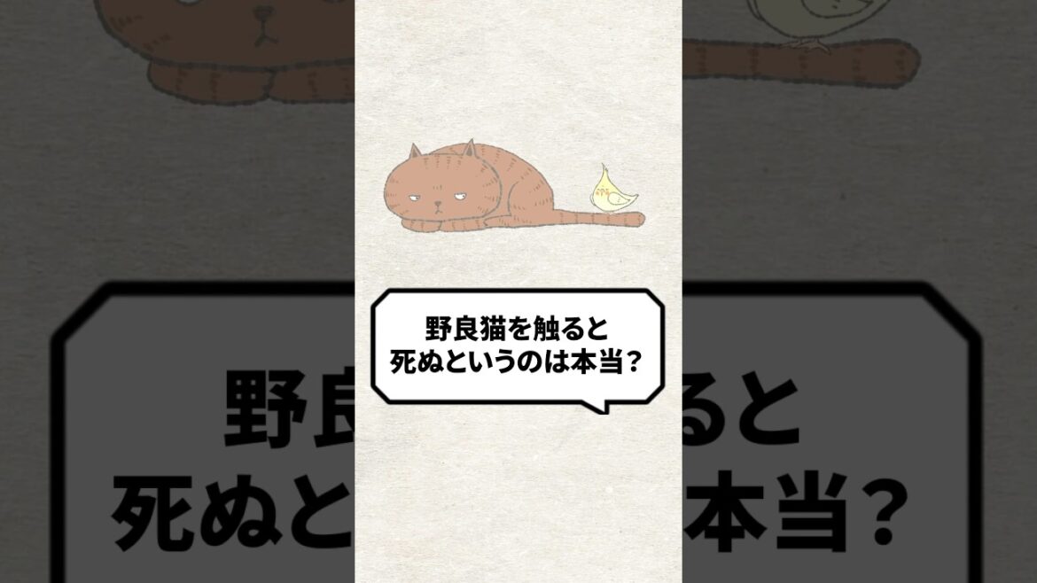 Q：野良猫を触ると死ぬのは本当？ #猫 #保護猫 #ねこ
