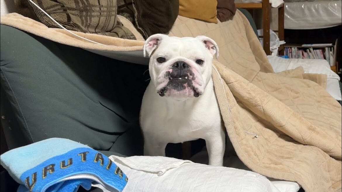 爆睡10秒前まで破壊活動に勤しむまるこ、ママに叱られる（笑）