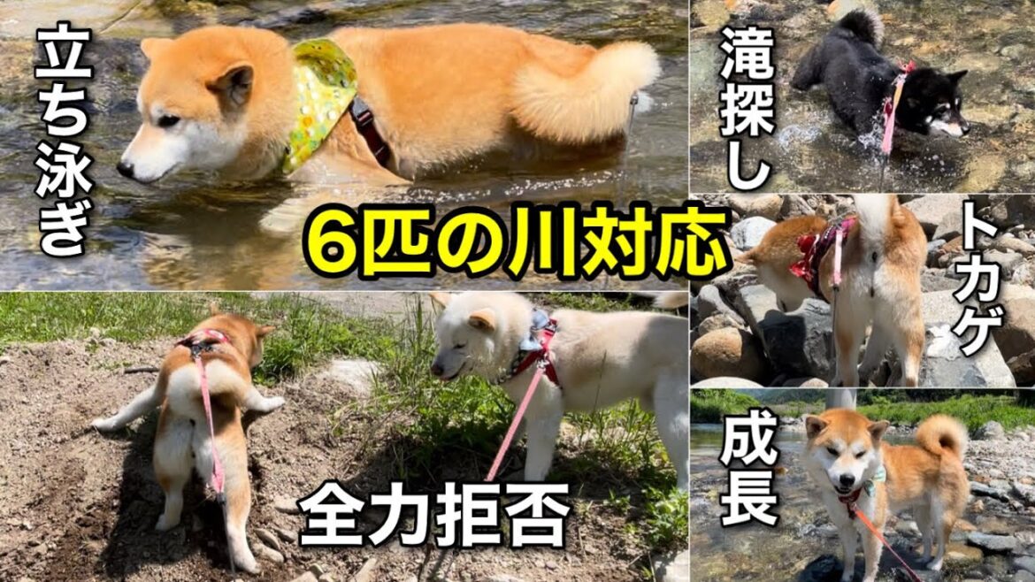 柴犬6匹をそれぞれ川に連れて行ったら反応がおもしろい