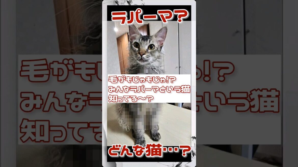 毛がもじゃもじゃな猫？ラパーマって知ってる？ #cat #猫 #ラパーマ #shorts