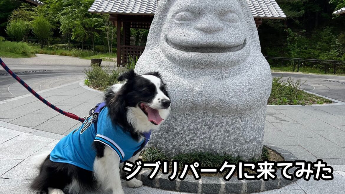 ジブリに疎い夫婦と愛犬でジブリパークに行ってみた #bordercollie #ボーダーコリー #ジブリパーク