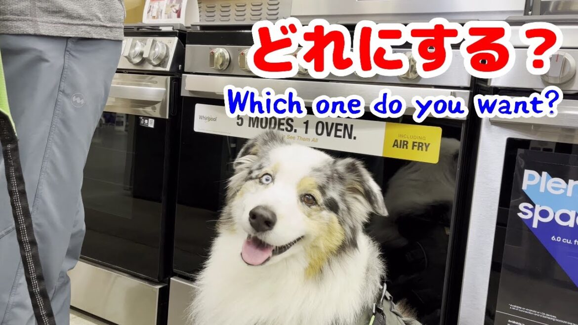 新しいガスコンロを愛犬と見に行く【オーストラリアンシェパード】