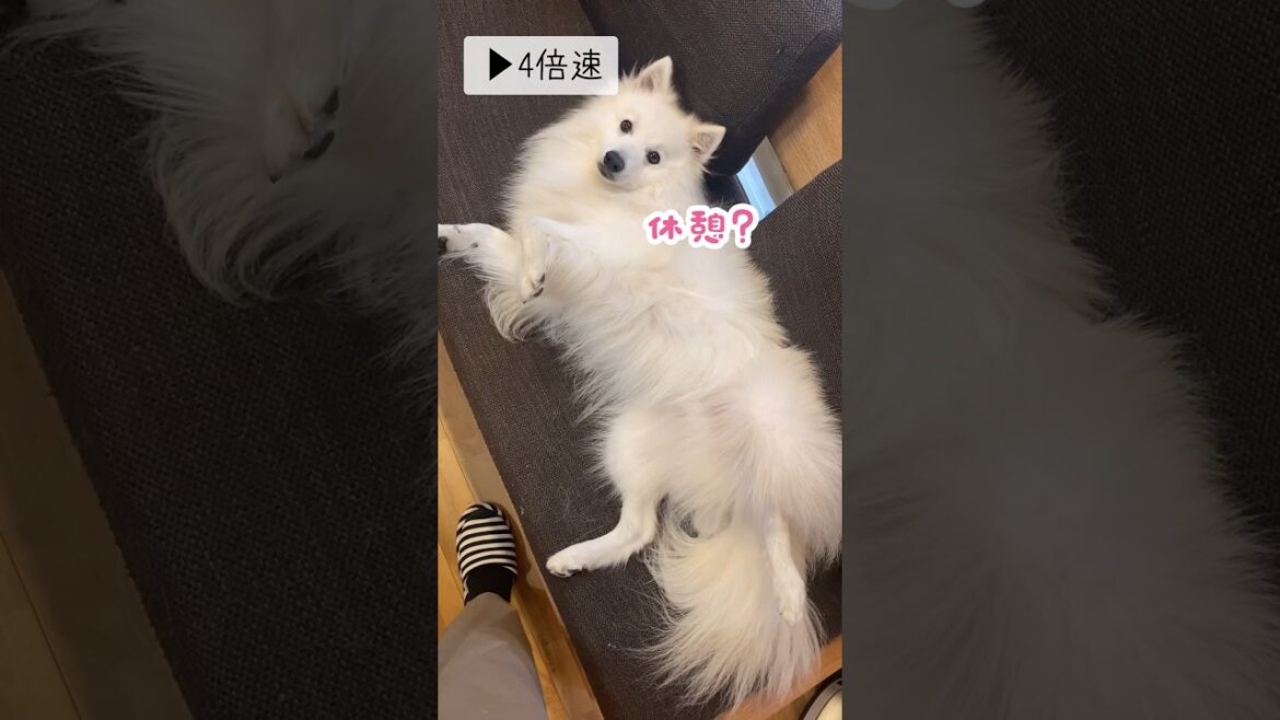 無限なでなでの世界へようこそ　#shorts #日本スピッツ #なでなで