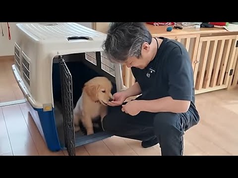 10㌔を超えた大きな子犬。抱っこが出来なくなる前にこれを。【Golden Retriever japan】 10㌔を超えた大きな子犬。抱っこが出来なくなる前にこれを。【Golden Retriever japan】