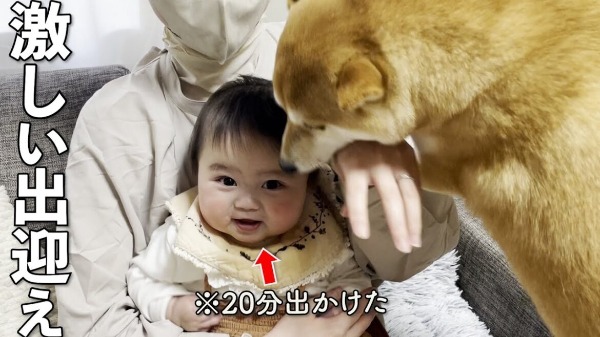 お出かけした赤ちゃんに最高のお出迎えをする柴犬 お出かけした赤ちゃんに最高のお出迎えをする柴犬