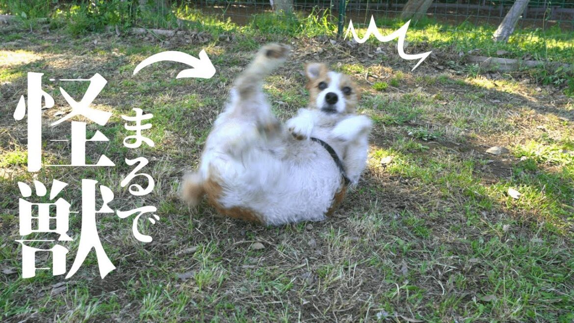 【ルーティン】日本最大級のドッグランで掻き乱す子犬ジャックラッセルテリア