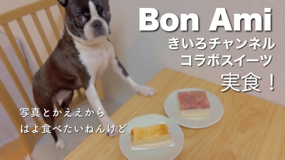 ボストンテリアのきいろちゃんとのコラボデザートを頂きます🙏BBAのイラストも大公開