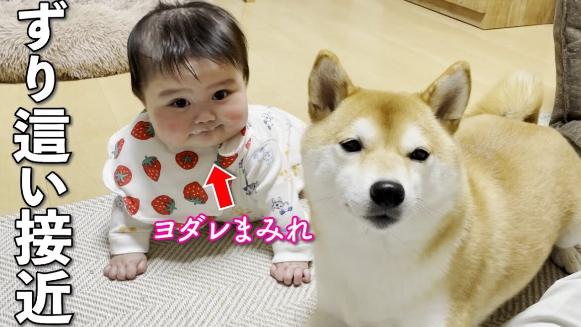 ズリバイを覚えた赤ちゃんがすぐに触りにくるので動揺する柴犬