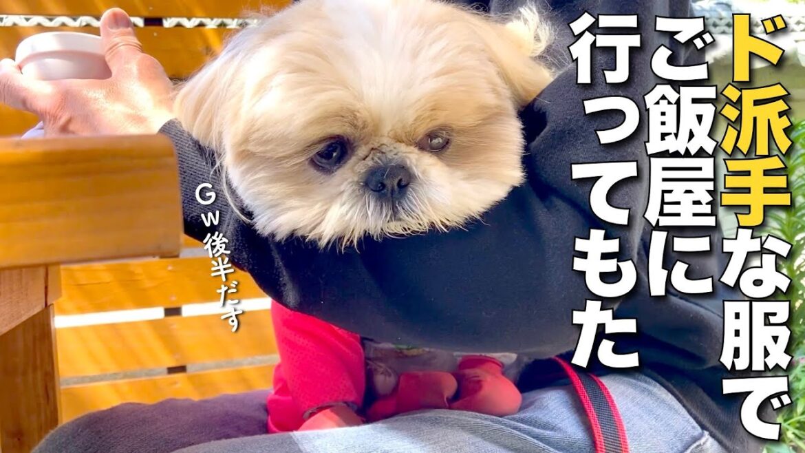 【シーズー】ド派手な服でご飯屋に行ってきた結果 www(今日のオトンクッキングは、昭和レトロなナポリタン編)【327】 【シーズー】ド派手な服でご飯屋に行ってきた結果 www(今日のオトンクッキングは、昭和レトロなナポリタン編)【327】