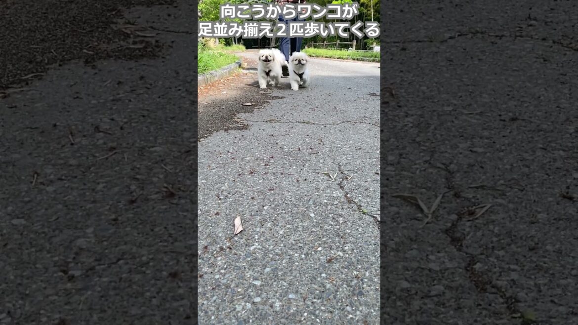 【ペキニーズ】向こうからワンコが足並み揃え2匹歩いてくる。ペキニーズのゆきとましろ 【ペキニーズ】向こうからワンコが足並み揃え2匹歩いてくる。ペキニーズのゆきとましろ