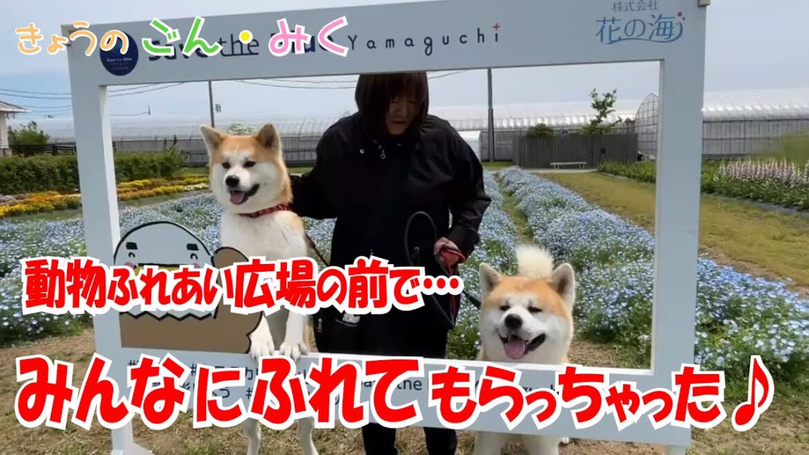 動物ふれあい広場の前で… 「みんなにふれてもらっちゃった♪」　今日のごん・みく♡　秋田犬【ごん・みく チャンネル】