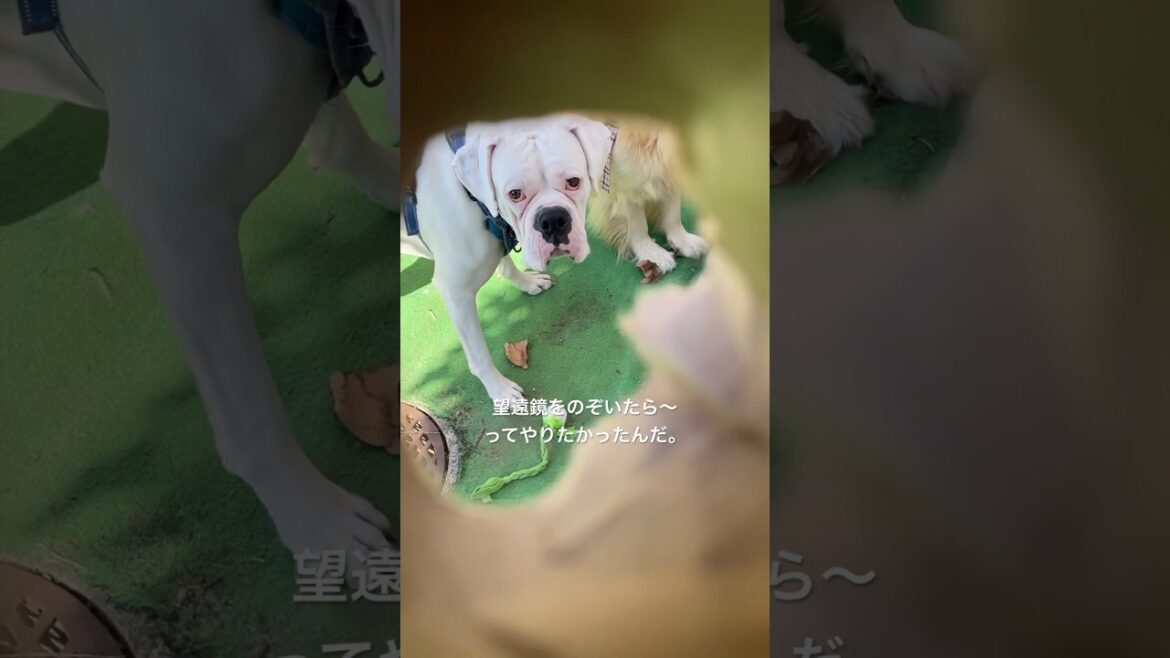 大失敗した　ゴールデンレトリバー　ボクサー犬