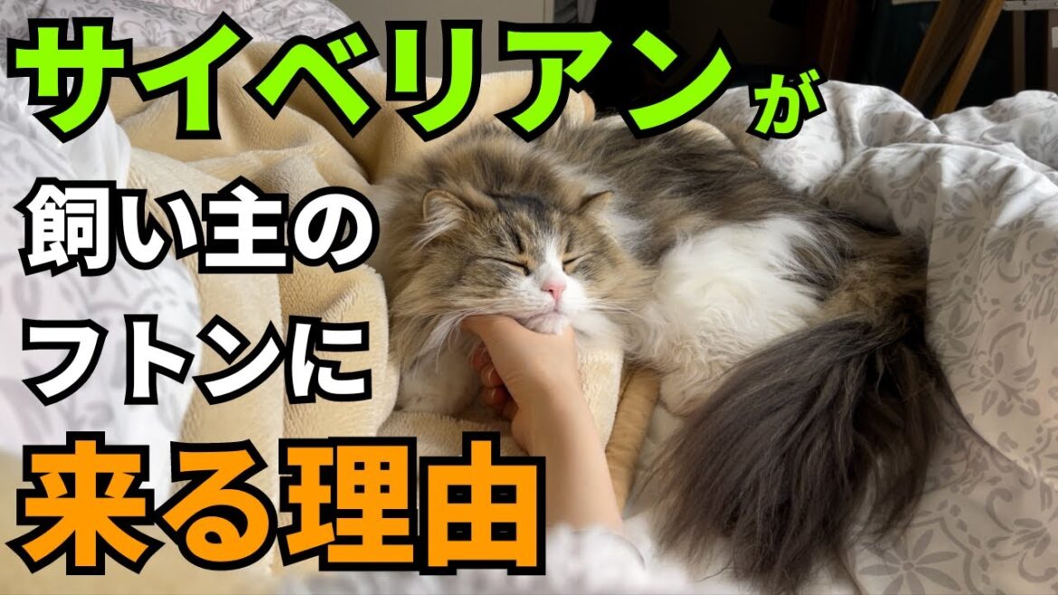 暑がりなサイベリアンが飼い主の布団にくる本当の理由 暑がりなサイベリアンが飼い主の布団にくる本当の理由