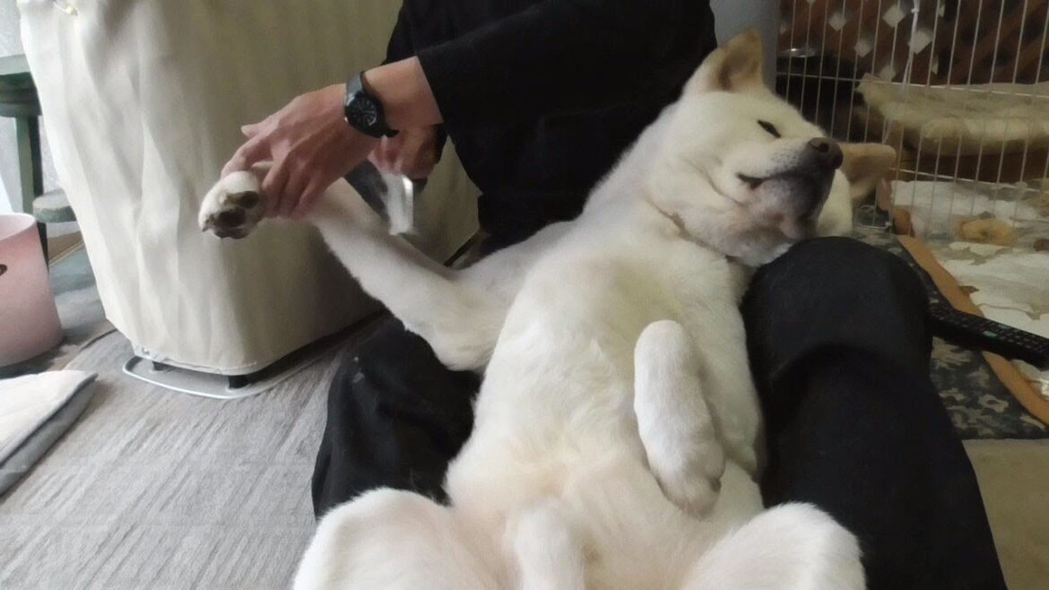 【秋田犬ゆうき】後ろ抱っこでのお腹ブラッシングは効率も良いうえにお互い幸せな気分になる【akita dog】