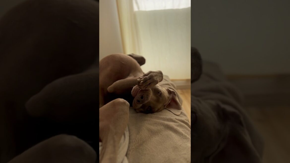 今日も一日、大満足の愛犬#大型犬 #ワイマラナー