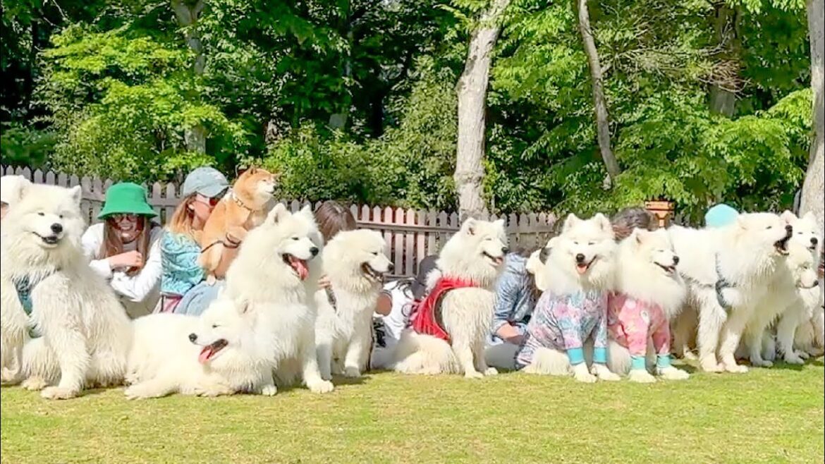 11頭のサモエド犬がドッグランに集まるとみんな大はしゃぎして楽しすぎました…w 11頭のサモエド犬がドッグランに集まるとみんな大はしゃぎして楽しすぎました…w