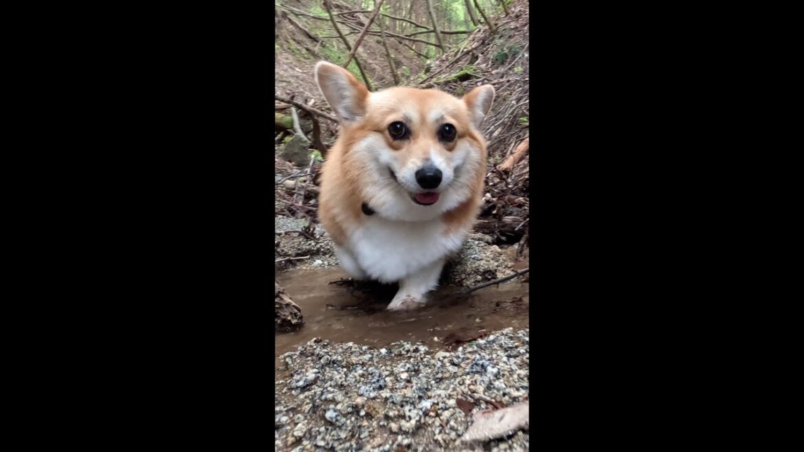 小さな沢を歩くコーギー / Corgi walking in a small stream #コーギー #サクラ #corgi
