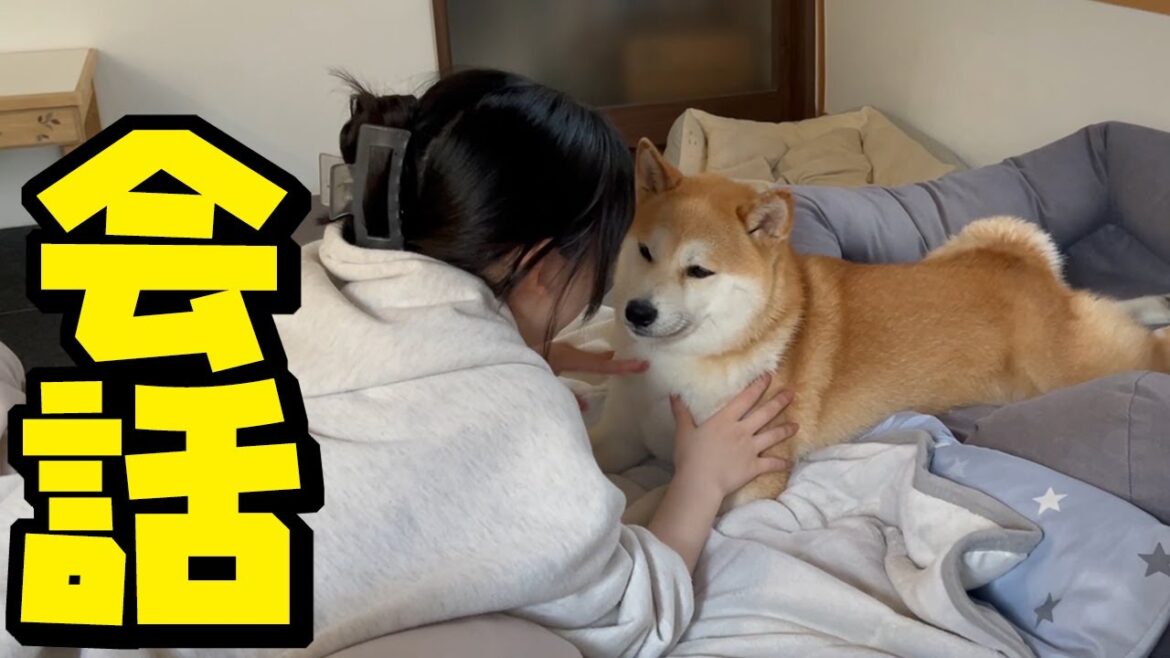 仕事で心が疲れた娘の話を優しい表情で聞いてあげる柴犬が可愛い