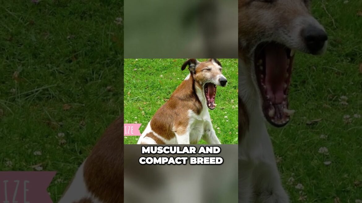 Meet the Smooth Fox Terrier