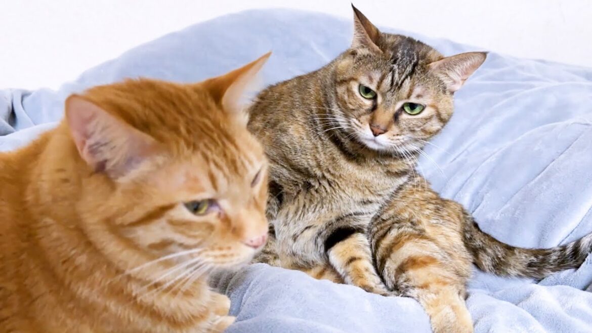 お顔の表情が七変化する麦わら猫が可愛すぎました