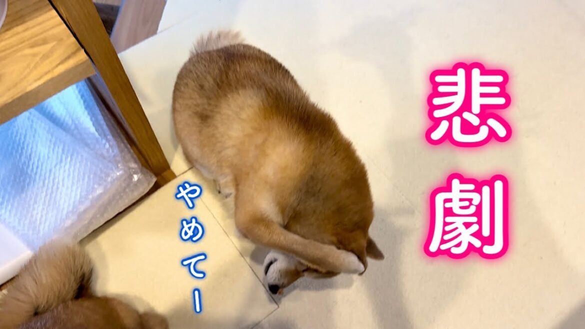 ママから被害を被る食いしん坊柴犬が可愛い