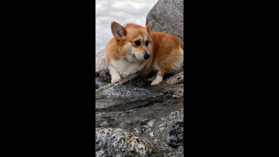 水辺を歩くコーギー / Corgi walking by the water #コーギー #サクラ #corgi