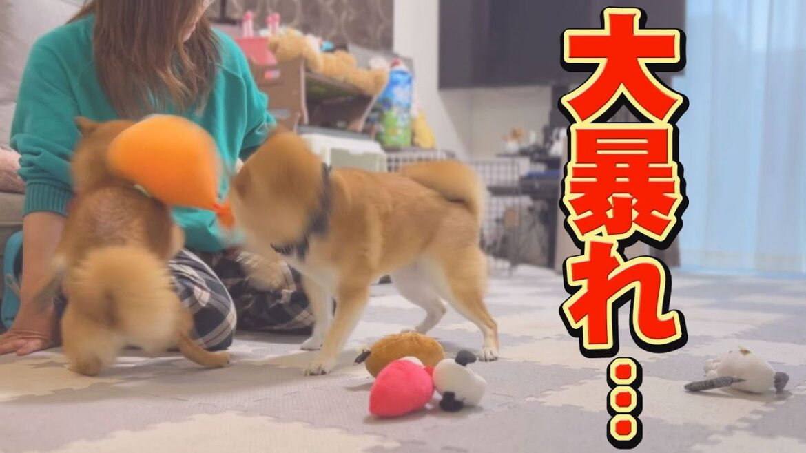 無邪気な弟柴犬の暴走に、思わず笑ってしまいました 無邪気な弟柴犬の暴走に、思わず笑ってしまいました