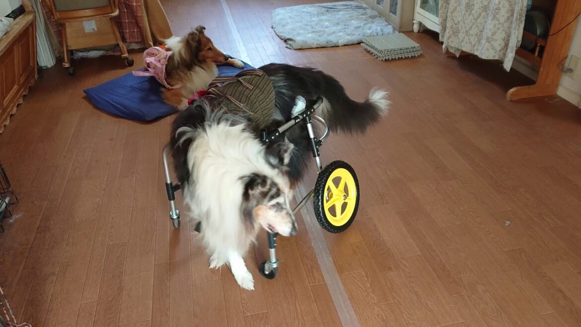 ラフコリーMotherlakecollies4輪車イス20201101 ラフコリーMotherlakecollies4輪車イス20201101