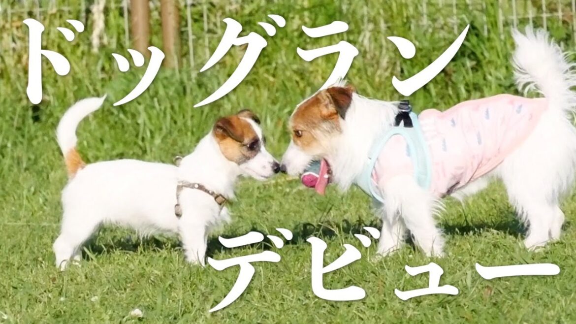 【初ドッグラン】おもちゃ愛が強すぎて先輩犬からドロボーしました/ジャックラッセルテリア