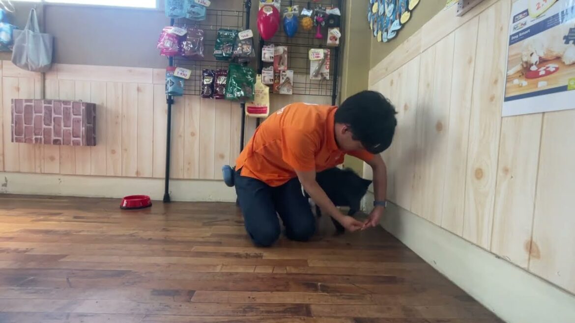 スキッパーキの”オセルくん”と”輪くぐりジャンプ”の練習！