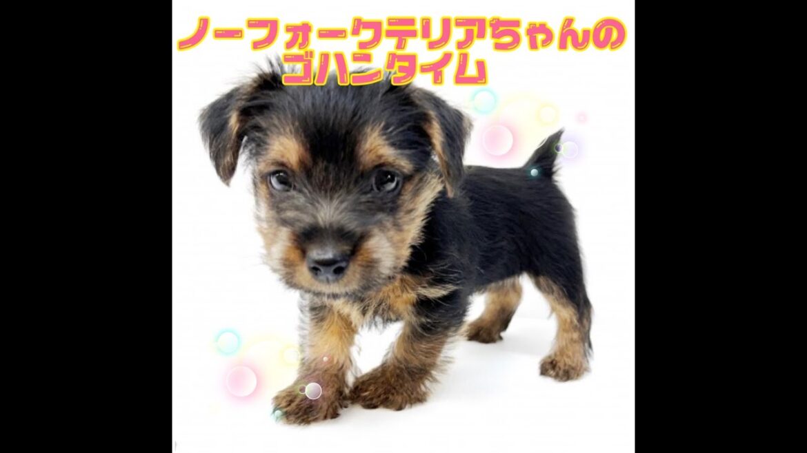 ノーフォークテリアちゃんのご飯タイム♡