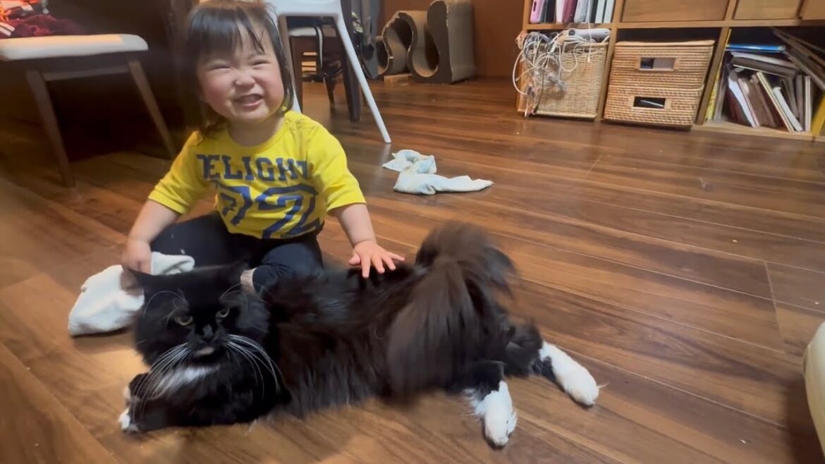 甘えてついてくる猫　ラガマフィンA cat following you with a cute meowing sound. Ragamuffin