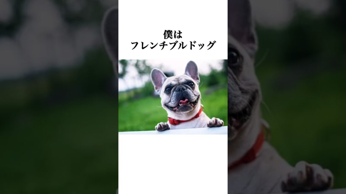 フレンチブルドッグの愛おしい瞬間集めてみた #フレンチブルドッグ #フレブル  #犬 #ペット #雑学