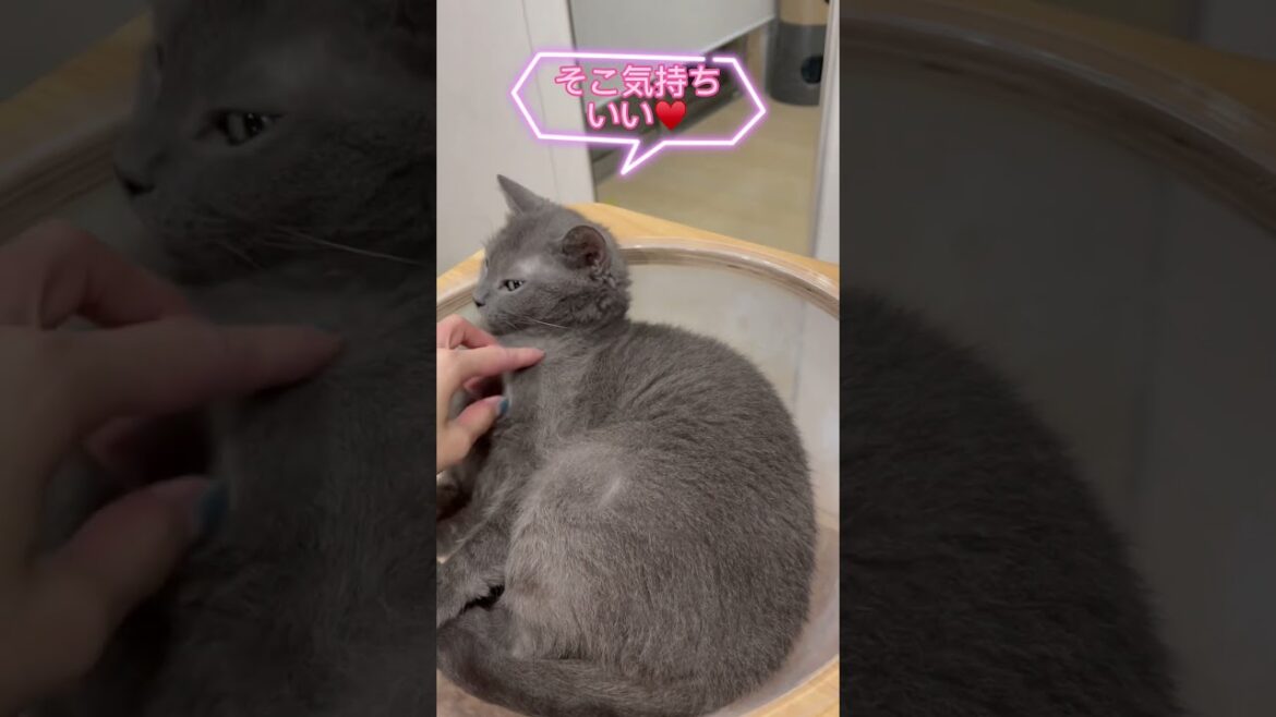 表情でわかる？猫ちゃんの体調🐈🐾#ラパーマ #猫 #ブリーダー直販 #マンチカン #子猫 #猫のいる暮らし #猫動画 #子猫販売