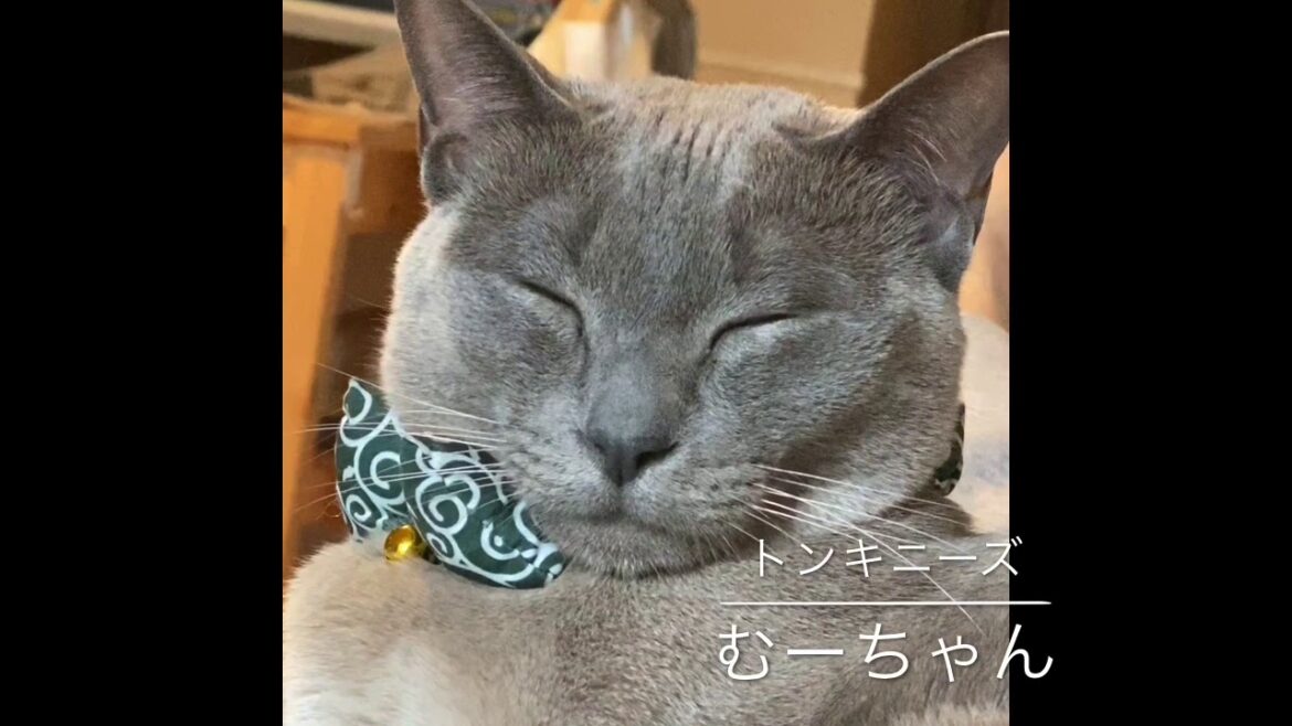 トンキニーズ　むーちゃんのおうち時間