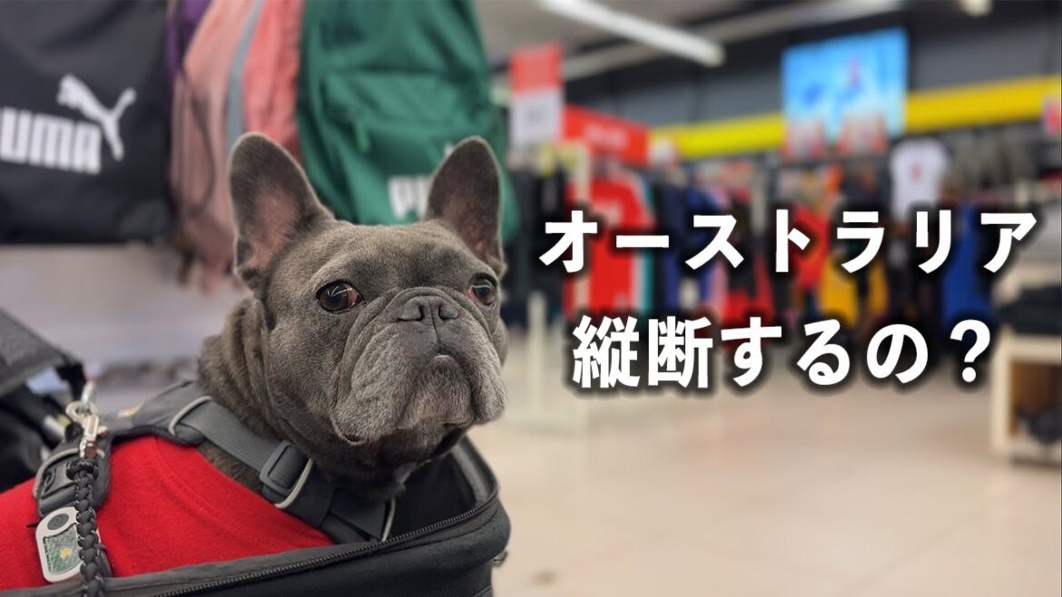 オーストラリア縦断の旅に向けてショッピングし始める犬 オーストラリア縦断の旅に向けてショッピングし始める犬