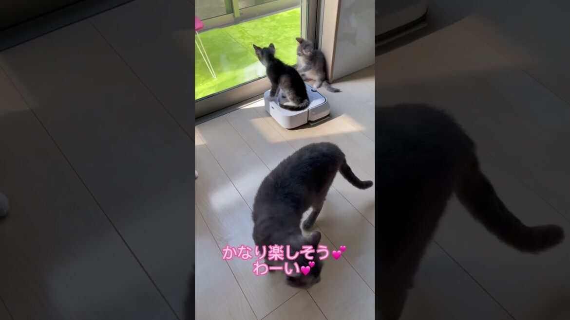 掃除ロボで遊ぶラパーマちゃん💕御家族様募集中❣️ 【お問合せ詳細は説明欄に記載あります】 #ブリーダー直販 #ラパーマ #猫 #子猫 #猫のいる暮らし #子猫販売 #マンチカン #ミヌエット 掃除ロボで遊ぶラパーマちゃん💕御家族様募集中❣️ 【お問合せ詳細は説明欄に記載あります】 #ブリーダー直販 #ラパーマ #猫 #子猫 #猫のいる暮らし #子猫販売 #マンチカン #ミヌエット