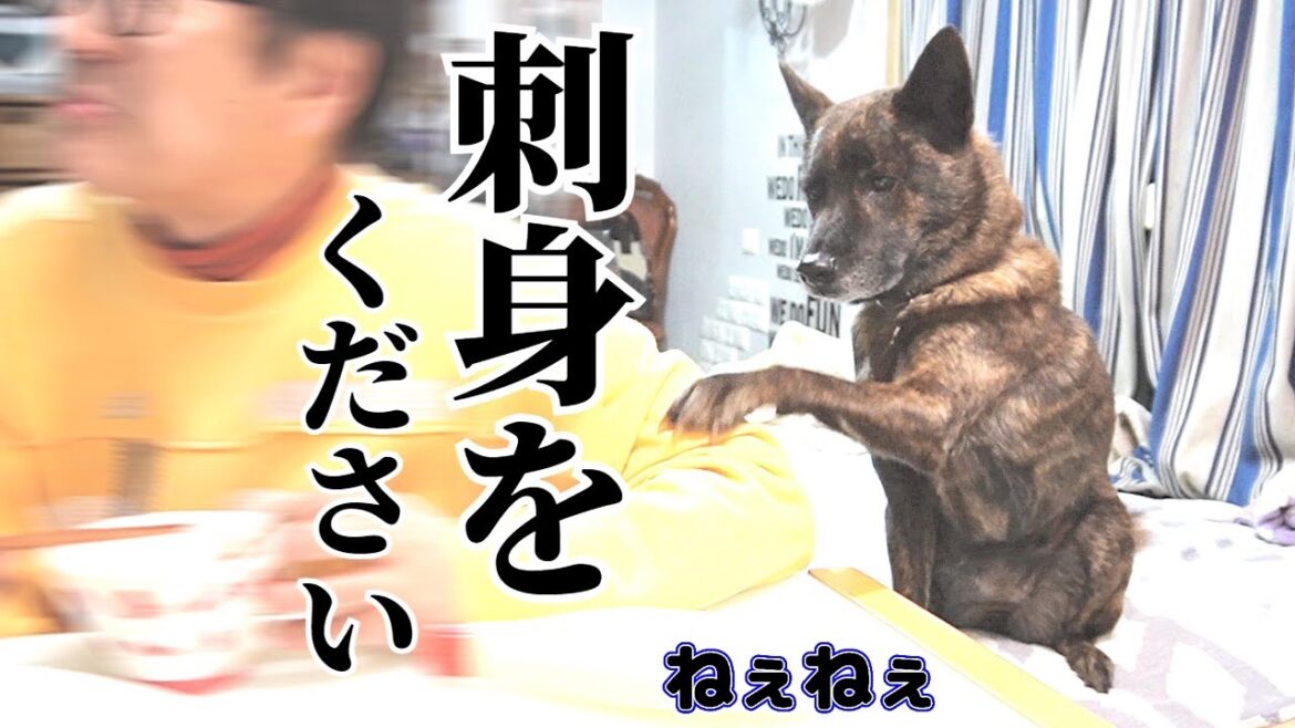 大好物のお刺身を遠慮がちにおねだりする甲斐犬　#甲斐犬 #柴犬 #vlog 【柴犬・甲斐犬】